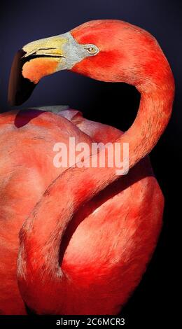 Un flamants roses est illustré dans cette image. Banque D'Images