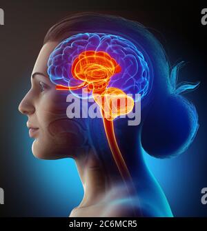 Médicalement en rendu 3d illustration précise de l'intérieur l'anatomie du cerveau Banque D'Images