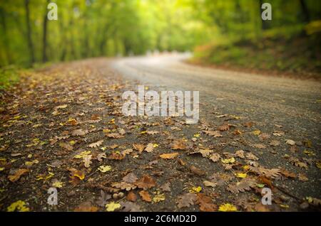 Route dans le canyon d'automne. Composition nature paysage. Banque D'Images