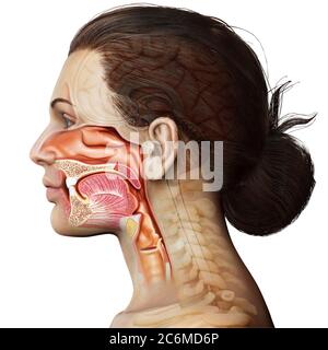 Illustration médicale précise de la trachée et de l'anatomie de l'œsophage de la femme, rendue en 3d Banque D'Images