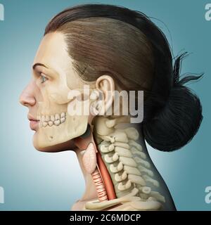 3d a rendu une illustration médicale précise de l'anatomie du larynx féminin Banque D'Images