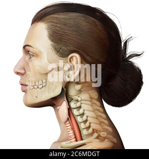 3d a rendu une illustration médicale précise de l'anatomie du larynx féminin Banque D'Images