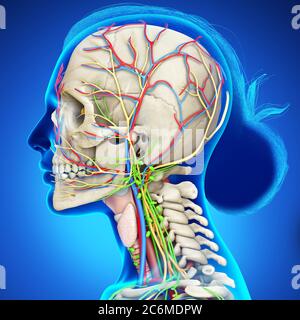 illustration médicale de rendu 3d de l'anatomie de la tête féminine pour l'éducation Banque D'Images