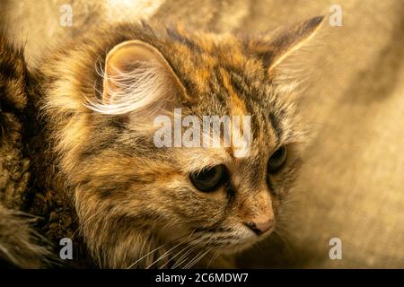 Portrait d'un chat tabby gros plan. Un animal de compagnie est un favori de la famille Banque D'Images