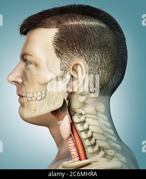 3d a rendu une illustration médicale précise de l'anatomie du larynx mâle Banque D'Images