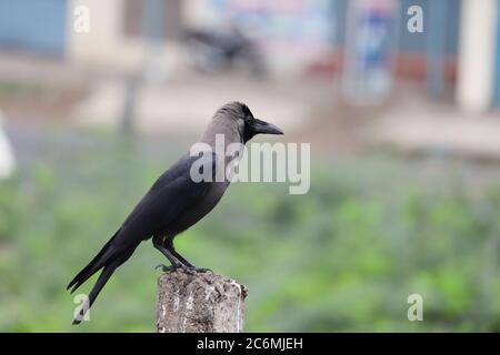 Une corbeau assise sur un pilier le matin Banque D'Images