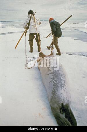 Les chasseurs esquimaux remorquer un 'oogruk' ou le phoque barbu sur la glace de l'océan camping pack vers Point d'étanchéité au 7/8/1974 Banque D'Images