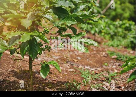 Jeune arbre à café avec des grains par beau temps ensoleillé Banque D'Images