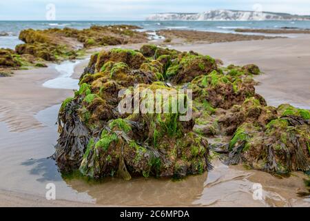 Algues sur des rochers à marée basse, à Compton Bay, sur l'île de Wight Banque D'Images