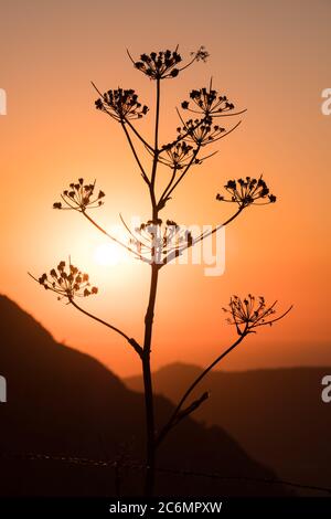 Plante de fenouil géant sauvage (Ferula communis) silhouettée contre le soleil de soirée dans les montagnes de Corse Banque D'Images