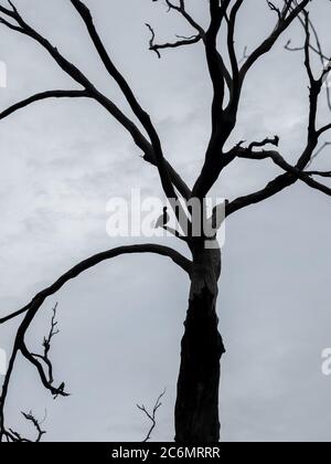 Silhouette d'un canard debout dans un arbre mort Banque D'Images