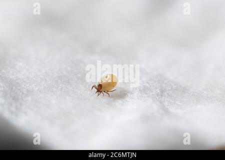 Ixoid acarien en macro-focus sur un coton-tige blanc Banque D'Images