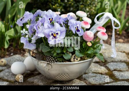 fleurs de violette bleue et bellis perennis rose en passoire d'époque comme décoration de jardin de printemps Banque D'Images