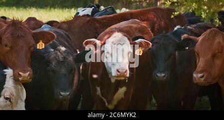 Le bétail paître sur herbe à l'Tuckahoe Plantation, dans Goochland Comté, zone va le 5 mai 2011. Une clôture électrifiée garder dans le bon troupeau des pâturages où ils se nourrissent de l'herbe et laisser l'engrais riche en éléments nutritifs pour revitaliser le sol, l'amélioration de la repousse. La plantation a été la maison d'enfance du président Thomas Jefferson de 1745 jusqu'en 1752, aujourd'hui, c'est une ferme avec du bétail, des moutons, des poulets et des lapins qui fournit la viande pour ligne de chute de fermes d'un moyeu de l'alimentation locale. Ligne de chute de fermes offre une grande variété d'aliments de base et des articles spécialisés sur un inventaire des fruits, légumes, Banque D'Images