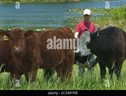 Bovins élevés par Bruce Johnson au Dragonfly ferme sont élevés en liberté, nourris à l'herbe, et très stressant à Beaverdam, VA, le 6 mai 2011, étant donné qu'ils passent la journée un pâturage itinérant ou d'un autre pâturage et à se reposer à l'ombre des arbres. Bien qu'ils ont une belle vue sur un étang d'eau douce, ils pas autorisés dans ou près de le garder propre et claire. Utilisation séquentielle des pâturages permet à l'herbe et de la terre à se régénérer et récupérer. Libellule et d'autres fermes produisent de la viande produits énumérés et commandée sur le site web de l'alimentation locale Lulus et distribué par ligne de chute de fermes food hub qui offrent une grande variété d'aliments des ménages sta Banque D'Images