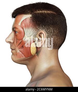 illustration médicale 3d de l'anatomie de la tête masculine pour l'éducation Banque D'Images