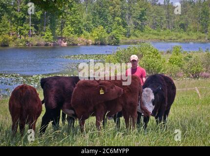 Bovins élevés par Bruce Johnson au Dragonfly ferme sont élevés en liberté, nourris à l'herbe, et très stressant à Beaverdam, VA, le 6 mai 2011, étant donné qu'ils passent la journée un pâturage itinérant ou d'un autre pâturage et à se reposer à l'ombre des arbres. Bien qu'ils ont une belle vue sur un étang d'eau douce, ils pas autorisés dans ou près de le garder propre et claire. Utilisation séquentielle des pâturages permet à l'herbe et de la terre à se régénérer et récupérer. Libellule et d'autres fermes produisent de la viande produits énumérés et commandée sur le site web de l'alimentation locale Lulus et distribué par ligne de chute de fermes food hub qui offrent une grande variété d'aliments des ménages sta Banque D'Images