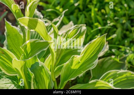 Siebold's hosta (Hosta sieboldiana). Des plantes à feuilles persistantes. Banque D'Images
