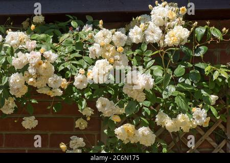 Rose rambling 'palvern Hills' double fleur jaune copéry pâle, légèrement parfumée, Berkshire, mai Banque D'Images