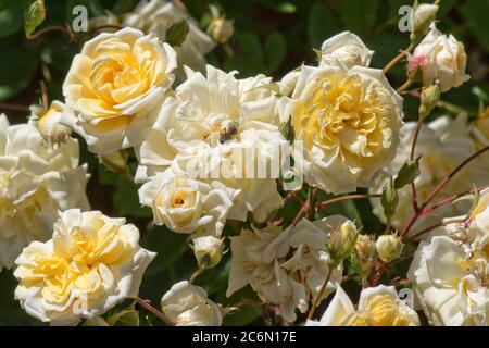 Rose rambling 'palvern Hills' double fleur jaune copéry pâle, légèrement parfumée, Berkshire, mai Banque D'Images