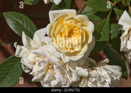 Rose rambling 'palvern Hills' double fleur jaune copéry pâle, légèrement parfumée, Berkshire, mai Banque D'Images