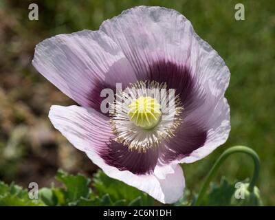 Fleur lilas pourpre pâle d'un pavot à opium (Papaver somniferum) anthères, filaments et capsules de graines se développant à l'intérieur de quatre pétales, juin Banque D'Images