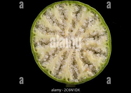 Section à travers la capsule de graines non mûre mais entièrement formée d'un pavot à opium (Papapaaver somniferum) montrant ses graines rondes Banque D'Images