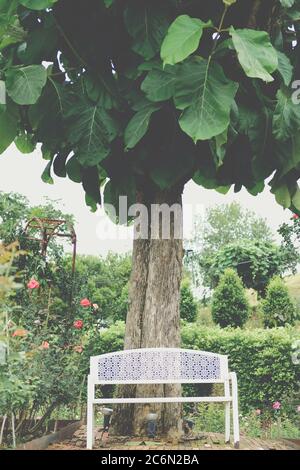 chaise de banquette en fer blanc sous grand arbre dans le parc de jardin de roses au printemps de l'été Banque D'Images