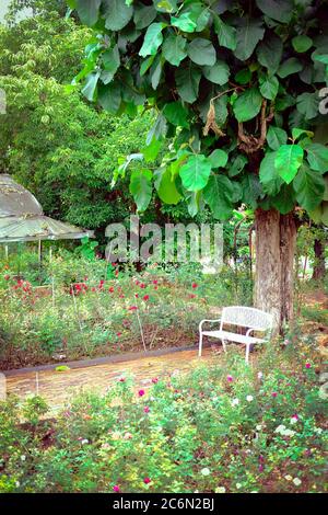 chaise de banquette en métal blanc et grand arbre dans le parc de roseraie au printemps de l'été Banque D'Images