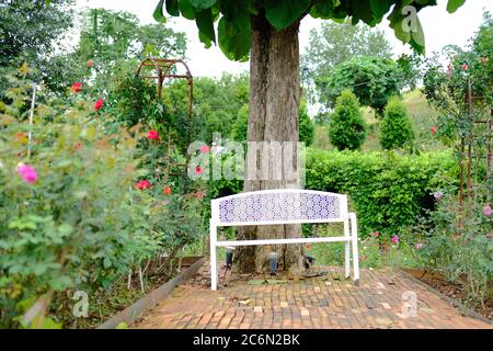 chaise de banquette en métal blanc et grand arbre dans le parc de roseraie au printemps de l'été Banque D'Images