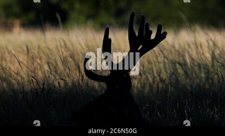 Londres, Royaume-Uni. 11 juillet 2020 UN jeune cerf rouge stag en silhouette se cache dans la longue herbe à Bushy Park, West London Andrew Fosker / Alay Live News Banque D'Images