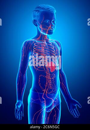 illustration médicale précise d'un système lymphatique pour garçon rendue en 3d Banque D'Images