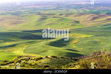 Collines vallonnées avec champs de blé le matin à Palouse, État de Washington, États-Unis Banque D'Images