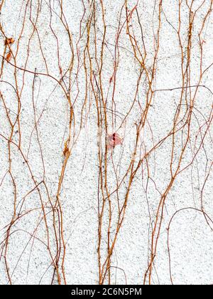 Branches de vigne sèches avec une feuille rouge couvrant un mur de pierre Banque D'Images