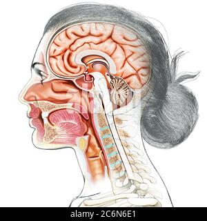 illustration médicale précise de la coupe transversale de la tête femelle, rendue en 3d Banque D'Images