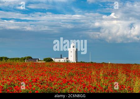 Des coquelicots rouges poussent devant le phare de South Foreland sur la côte du Kent, près de Douvres. Banque D'Images