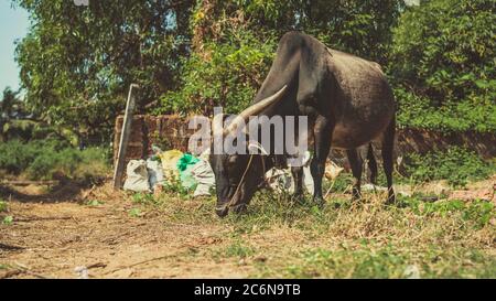 Un gros taureau avec d'énormes cornes mange de l'herbe par temps ensoleillé. Banque D'Images