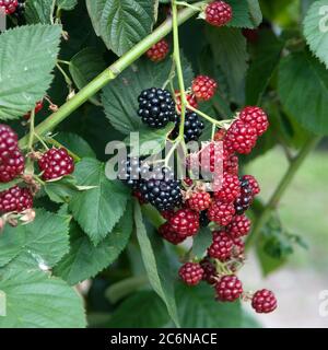 Stachellose Brombeere Rubus fruticosus Chester Thornless, Stringless blackberry Rubus fruticosus Chester Thornless Banque D'Images