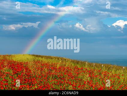 Un champ de coquelicots rouges sur la côte du Kent avec un arc-en-ciel au-dessus de la Manche en arrière-plan. Banque D'Images