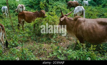 Les jeunes vaches mangent de l'herbe par temps ensoleillé. Banque D'Images