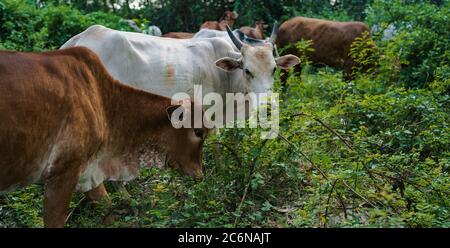 Les jeunes vaches mangent de l'herbe par temps ensoleillé. Banque D'Images