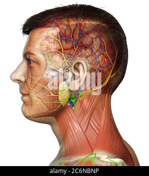 illustration médicale 3d de l'anatomie de la tête masculine pour l'éducation Banque D'Images