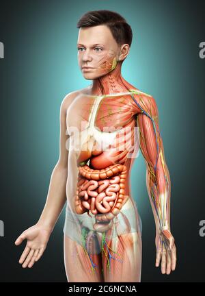 3d rendu médicalement précis de l'anatomie masculine Banque D'Images