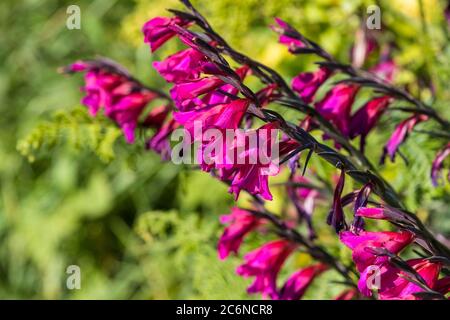 Gladiolus gladiolus illyricus sauvage poussant dans un hedgerow. Banque D'Images