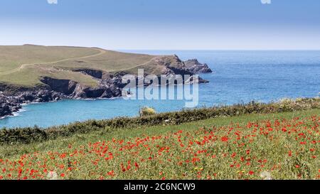 Vue panoramique sur la vue spectaculaire des rhoeas de Poppies de papas commune qui poussent dans un champ surplombant Polly Porth Joke dans le cadre du champ arable Banque D'Images