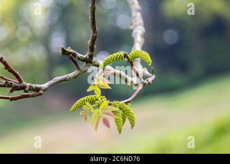 Noyer en fleur au début du printemps Banque D'Images