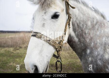 Gros plan sur White Horse. Un cheval blanc marche sur le terrain et mange de l'herbe. Banque D'Images