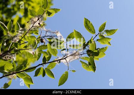 Arbre cerise d'oiseau dans le jardin infestée de chenilles de l'hermine de broche, recouverte de toiles de la teigne d'araignée. Maison de parasites. Gros plan. Désastre pour Banque D'Images