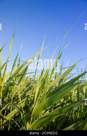Roseau vert frais avec de longues feuilles luxuriantes se déplaçant par le vent sur la plage sur fond bleu ciel. Toile de fond d'été Banque D'Images