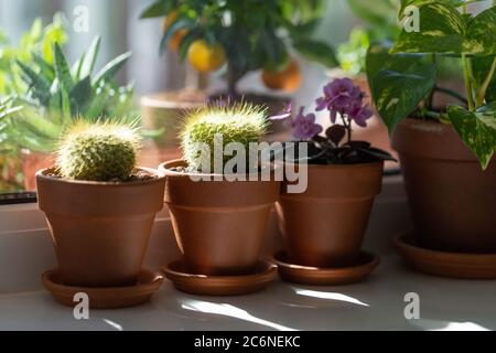 Plantes de maison - Mammillaria cactus, floraison Saintpaulia mini, Epipremnum dans la terracota pot d'argile sur le rebord de fenêtre à la maison. Lumière du soleil. Jardin intérieur Banque D'Images